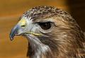 Red-tailed Hawk 1
